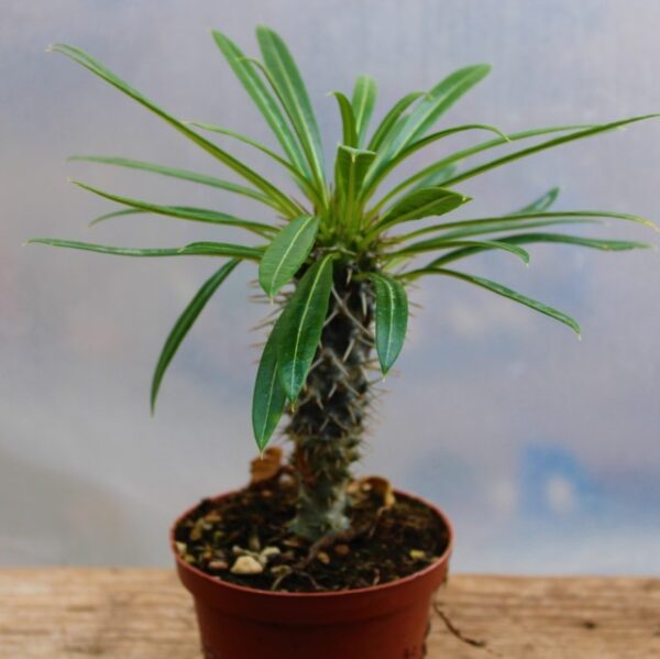 Pachypodium lamerei (Palma del Madagascar) - immagine 3