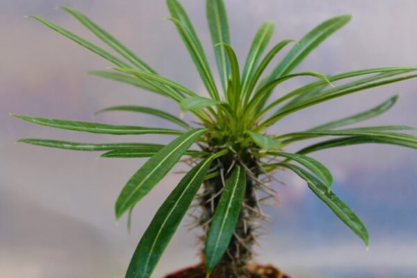 Pachypodium lamerei (Palma del Madagascar)