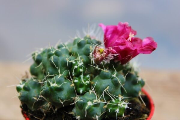 Puna subterranea