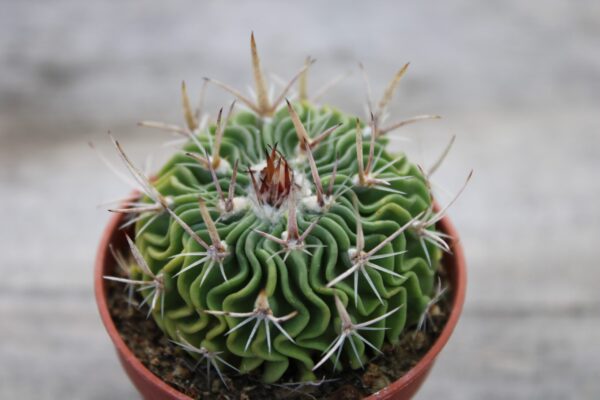 Stenocactus multicostatus