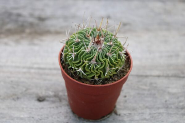 Stenocactus multicostatus - immagine 2
