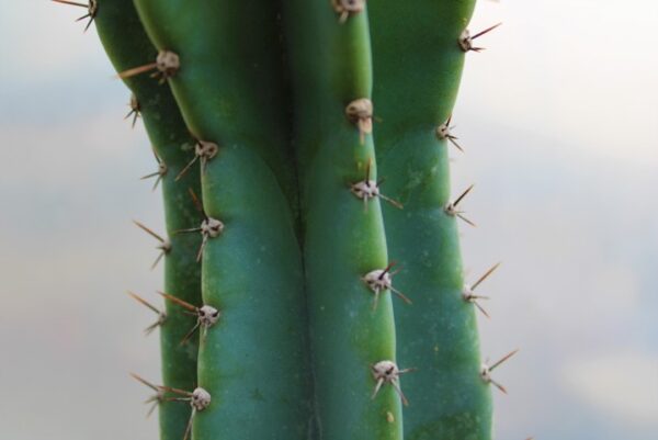 Cereus peruvianus