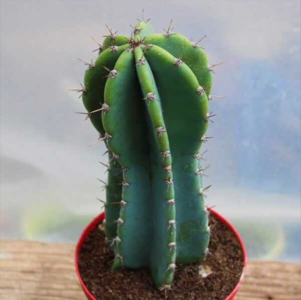 Cereus peruvianus - immagine 2