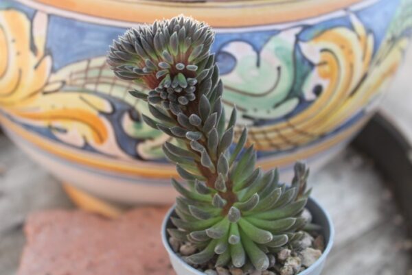 Sinocrassula yunnanensis 'Crestata' - immagine 2