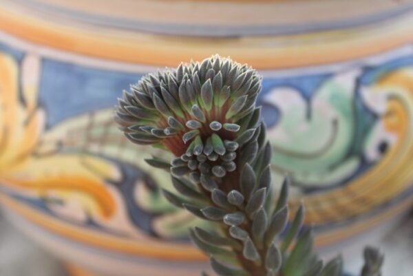 Sinocrassula yunnanensis 'Crestata'