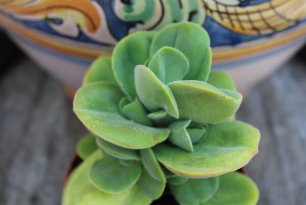 Crassula 'Davarrée'