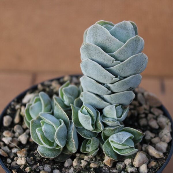 Crassula 'Ivory Pagoda'