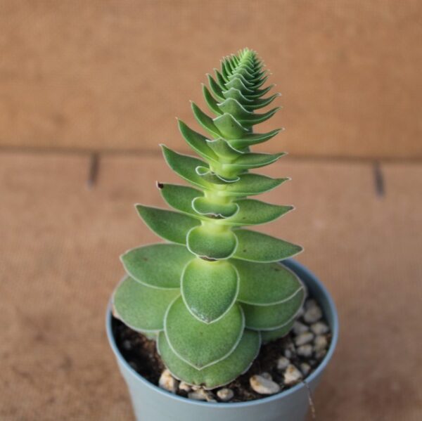 Crassula capitella var. turrita