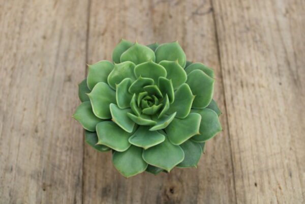 Echeveria 'Ramillette'