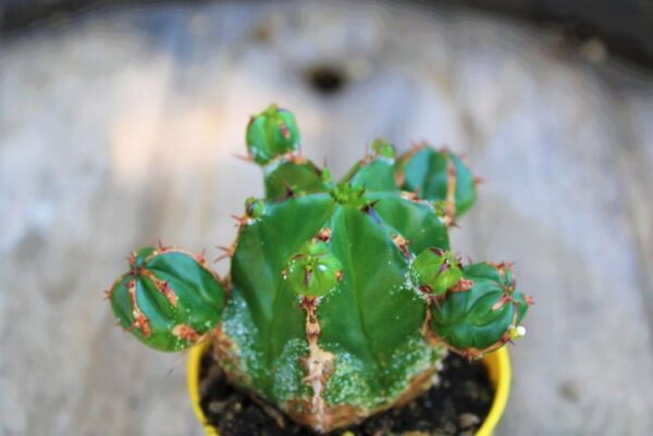 Euphorbia handiensis