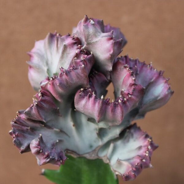Euphorbia lactea f. crestata variegata