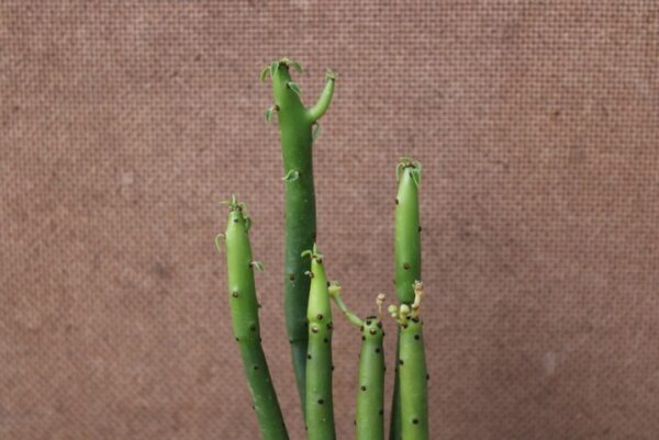 Euphorbia leucodendron