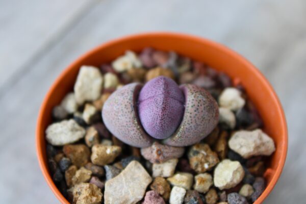 Pleiospilos nelii 'Royal Flush' - immagine 2