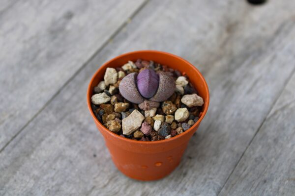Pleiospilos nelii 'Royal Flush'