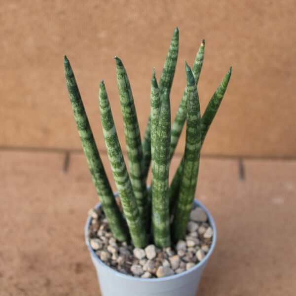 Sansevieria cylindrica