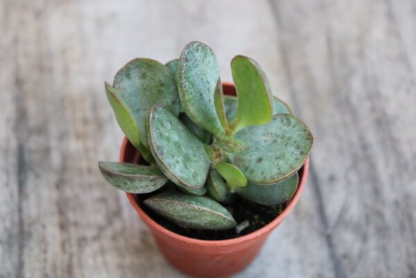 Adromischus sp.