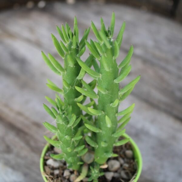Austrocylindropuntia subulata