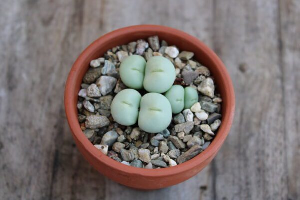 Conophytum ornatum - immagine 2