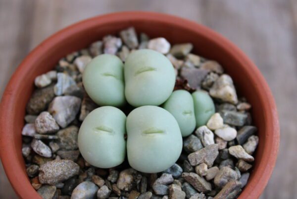 Conophytum ornatum