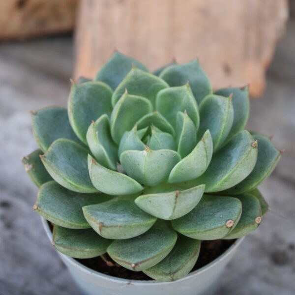 Echeveria 'Fabiola' - immagine 2