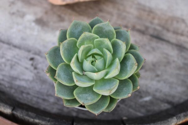 Echeveria 'Fabiola'