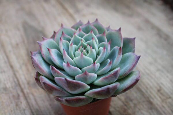 Echeveria chihuahuaensis - immagine 2