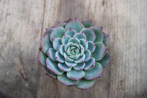 Echeveria chihuahuaensis