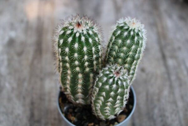 Echinocereus rigidissimus var. rubispinus