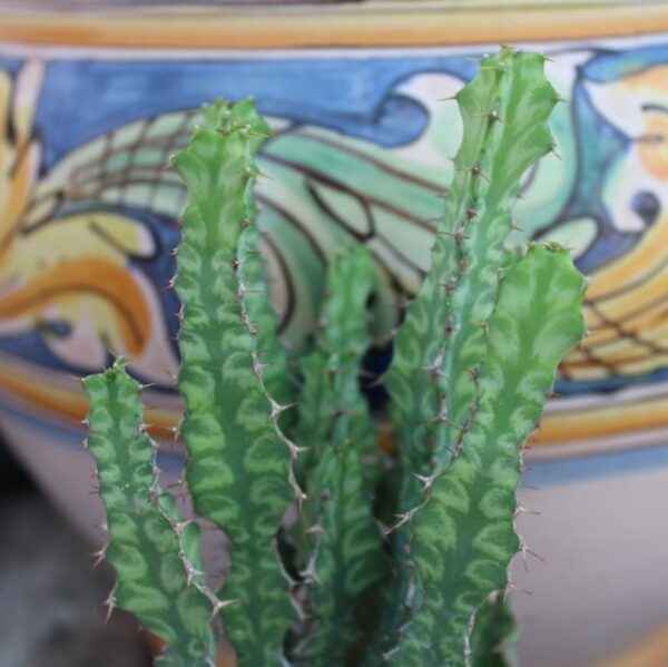 Euphorbia pseudocactus