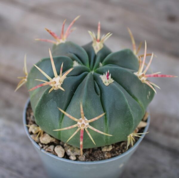 Ferocactus macrodiscus