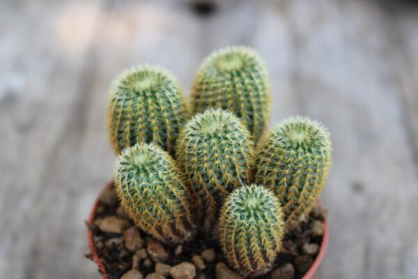 Frailea mammifera