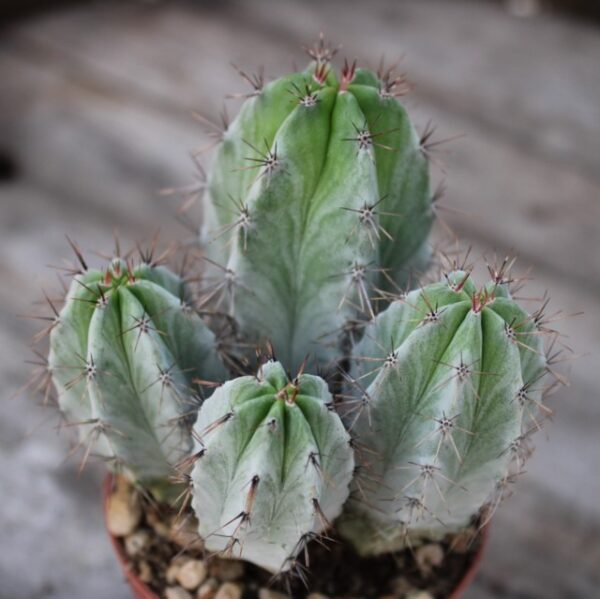 Polaskia chichipe