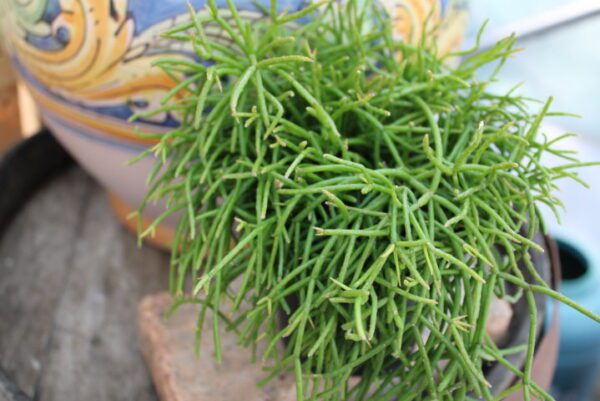 Rhipsalis cassutha