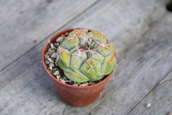 Thelocactus hexaedrophorus
