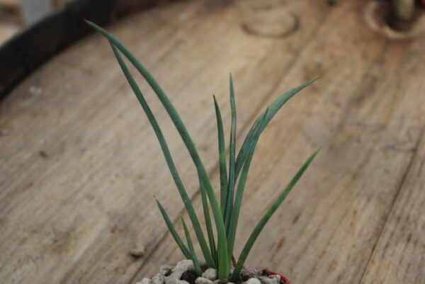 Agave stricta