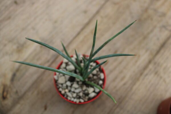 Agave stricta - immagine 2