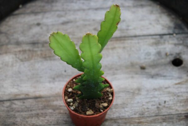 Epiphyllum anguliger