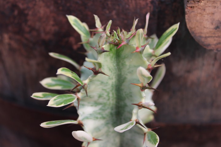 come riprodurre l'euphorbia