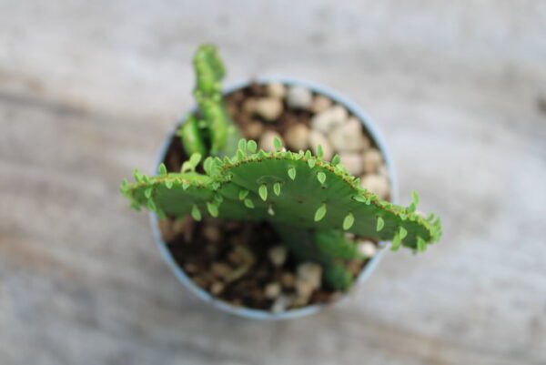 Euphorbia leucodendron 'Crestata' - immagine 2