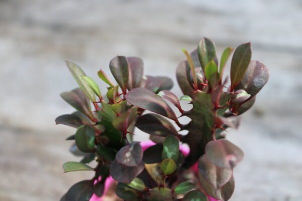 Euphorbia trigona 'Rubra' - immagine 2