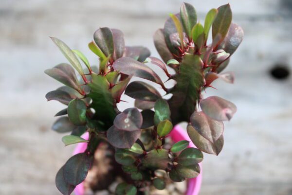 Euphorbia trigona 'Rubra'