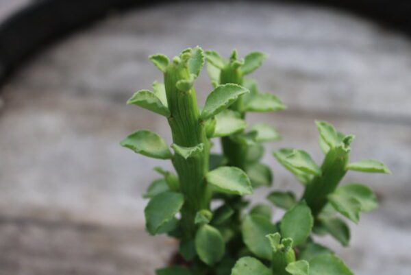 Monadenium guentheri - immagine 2
