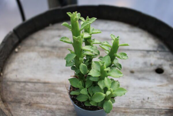 Monadenium guentheri - immagine 3