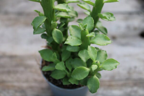 Monadenium guentheri