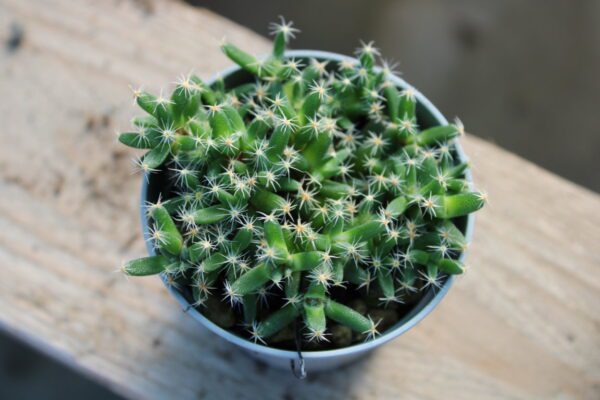Trichodiadema densum - immagine 2