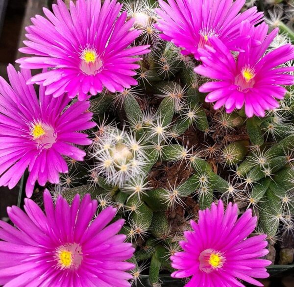 Trichodiadema densum