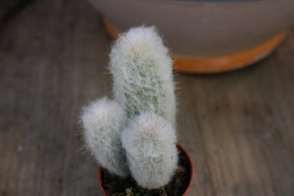 Austrocephalocereus dybowskii