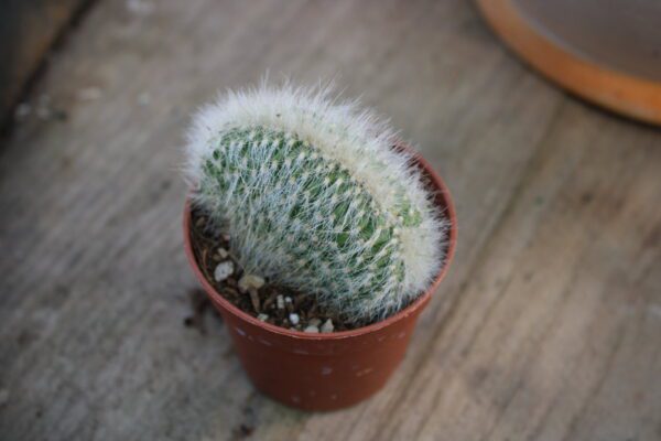 Cleistocactus strausii 'Crestato'