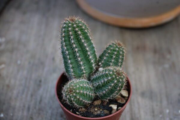 Chamalobivia sp.