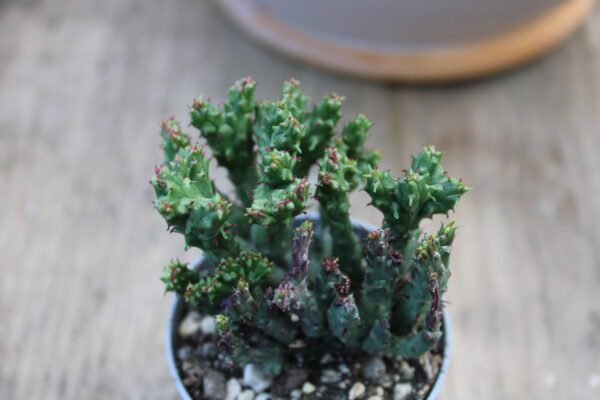 Euphorbia enopla 'Corallina'